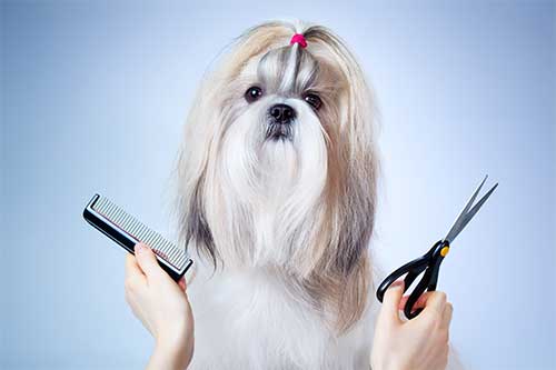 Dog groomer wayne nj, long haired dog shown with comb and scissors