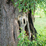 Tree with hollow trunk that needs care from an experienced tree company in Barnegat